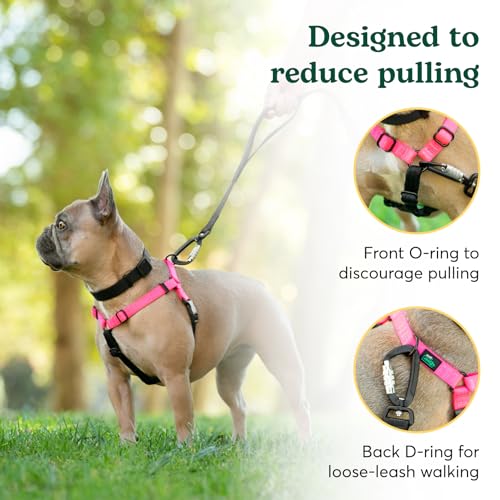 Dog Harness Hot Pink S  Nopull Design Comfort Padding Reinforced Webbing  Ideal for Small Dogs 1625lb  Cucciolini Doodles Dog harness hot pink s  no pull design comfort padding reinforced webbing  ideal for small dogs 16 25lb   cucciolini doodles