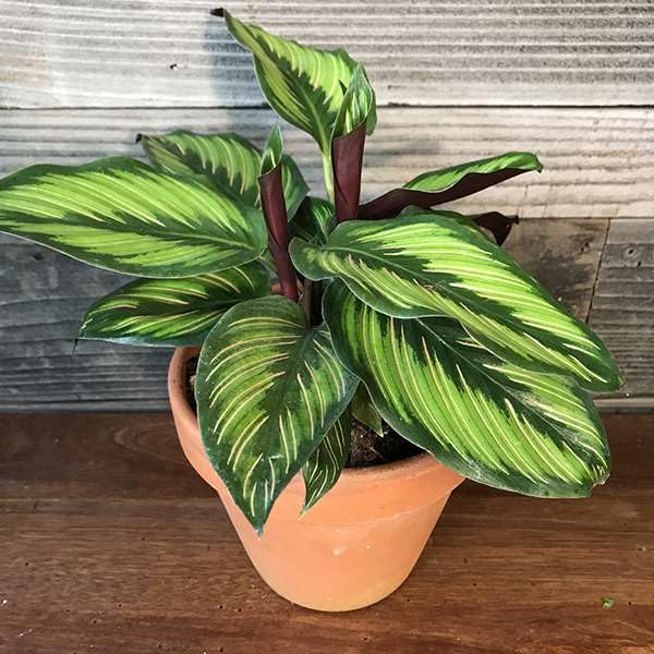 palmen dracena Dracaena marginata (Drachenbaum) (M) kaufen