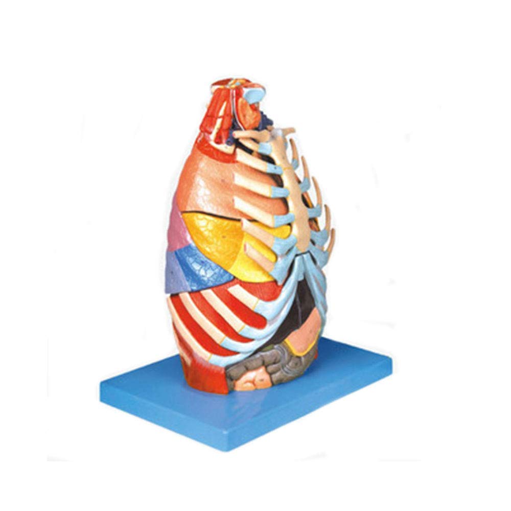 Buy FBITE Thoracic Anatomy Model, 1Lifesized Human Larynx Heart Lung