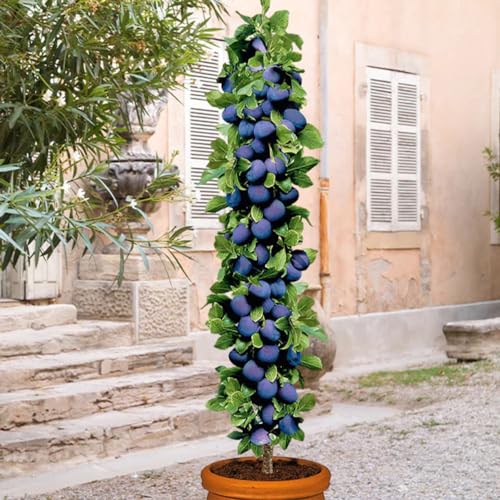 Pflaumenbaum - Säulenobstbäume - 80/90 cm hoch - Ideal für Balkon Terrasse Kleiner Garten - Platzsparende Säulen - Geeignet in Töpfen und Freiland - winterhart