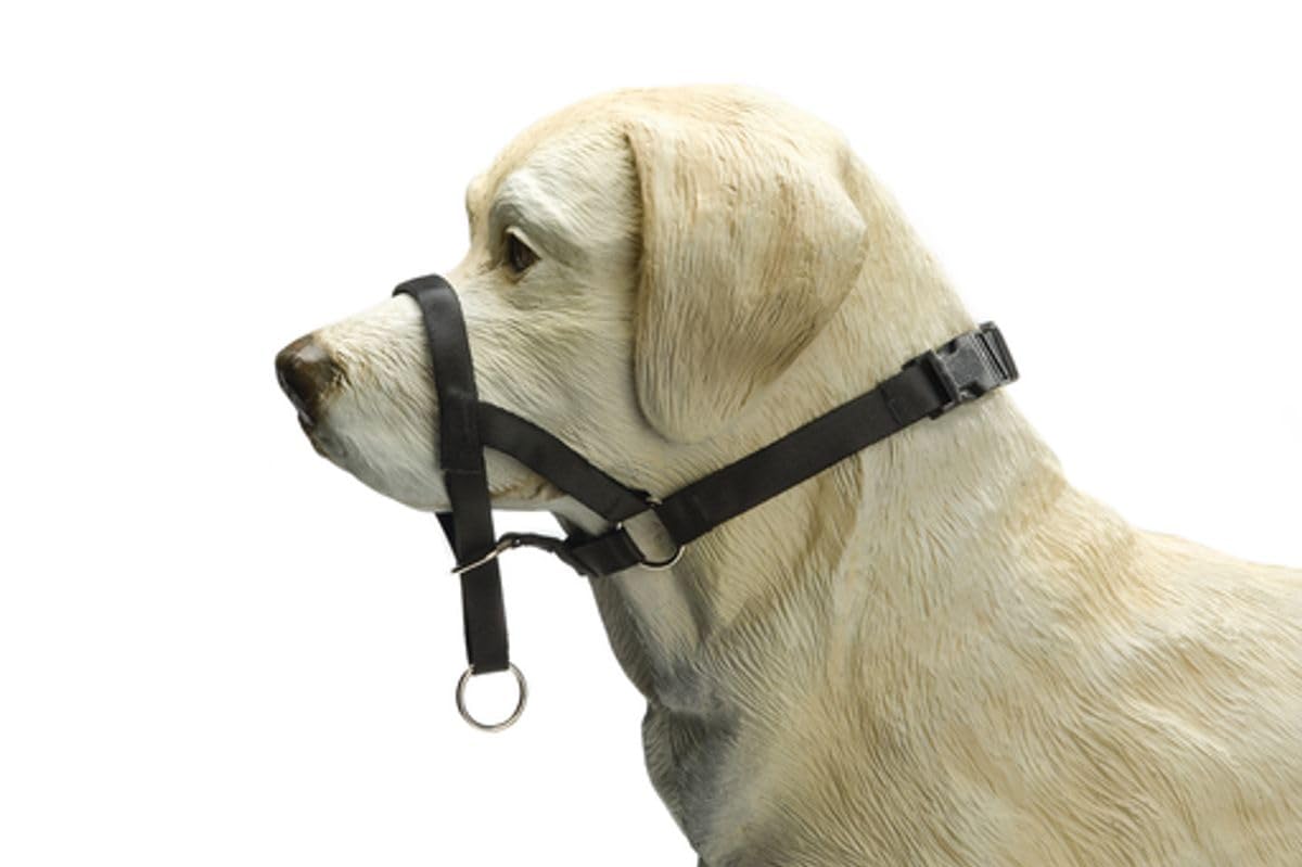 Beeztees Köpek Eğitim Tasması, Siyah, M