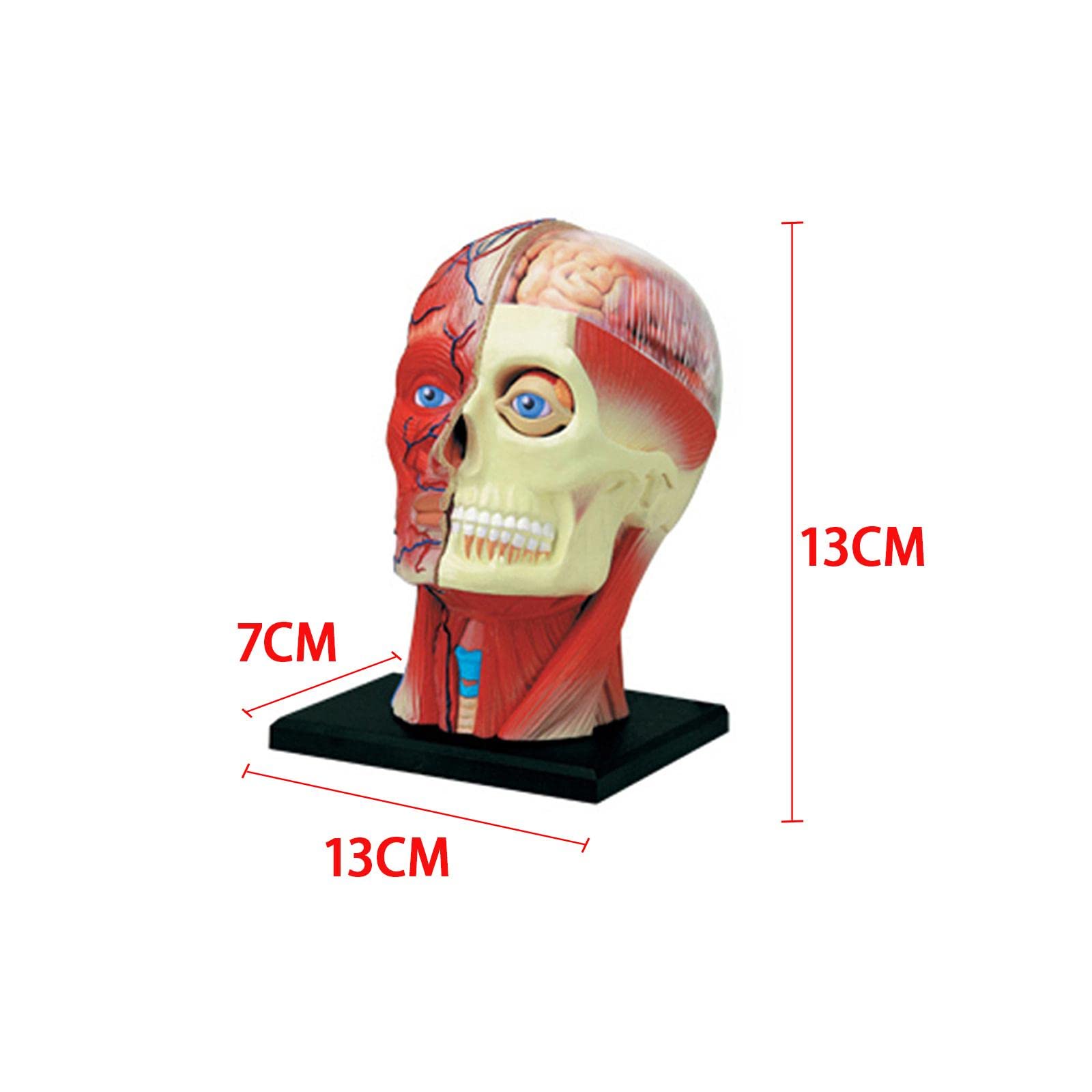 Modelo Compuesto 4D del Esqueleto Humano