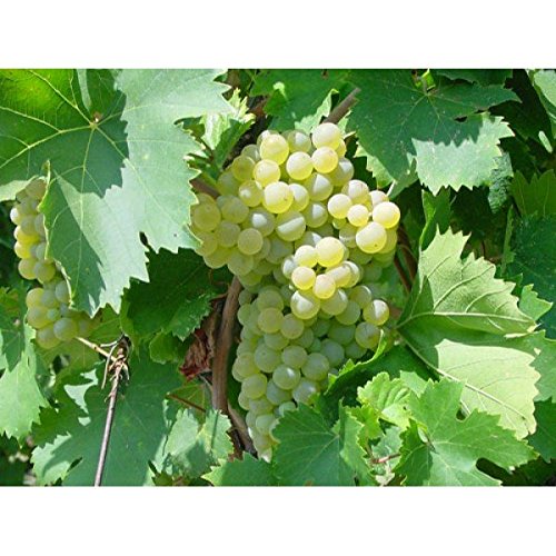  1 Pianta di Uva Fragola Bianca Epoca di Maturazione Fine Agosto in vaso 18cm