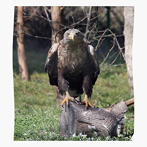 big eagle collection eau de toilette,sushaanthiseva.org