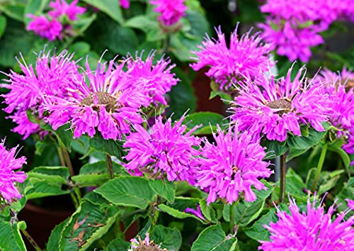 Wilde Bergamotte - Monarda fistulosa - Wilde Indianernessel - Wilde Monarde - 100 Samen Wilde Bergamotte - Monarda fistulosa - Wilde Indianernessel - Wilde Monarde - 100 Samen