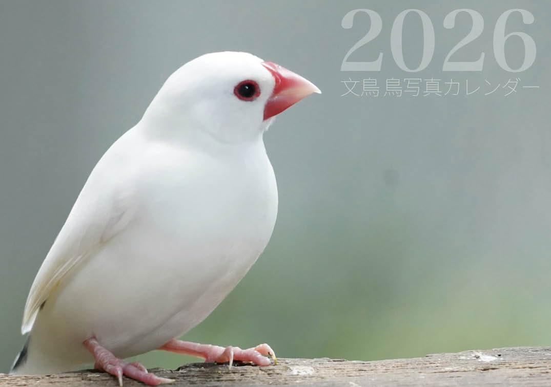 51qgHkdDCzL.jpg