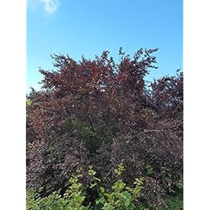 Portal Cool Faggio viola Fagus Atropurpurea Ideale Bonsai 5 Sementi Sementi Sementi