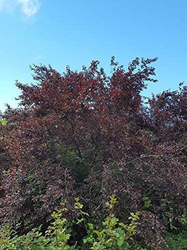 Portal Cool Faggio viola Fagus Atropurpurea Ideale Bonsai 5 Sementi Sementi Sementi