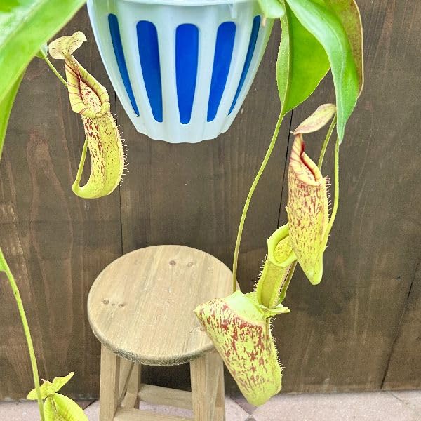 ネペンテス　ウツボカズラ　ダイエリアナ　1鉢価格　吊り鉢 Amazon｜希少品種 観葉植物 食虫植物：ウツボカズラ ネペンテス