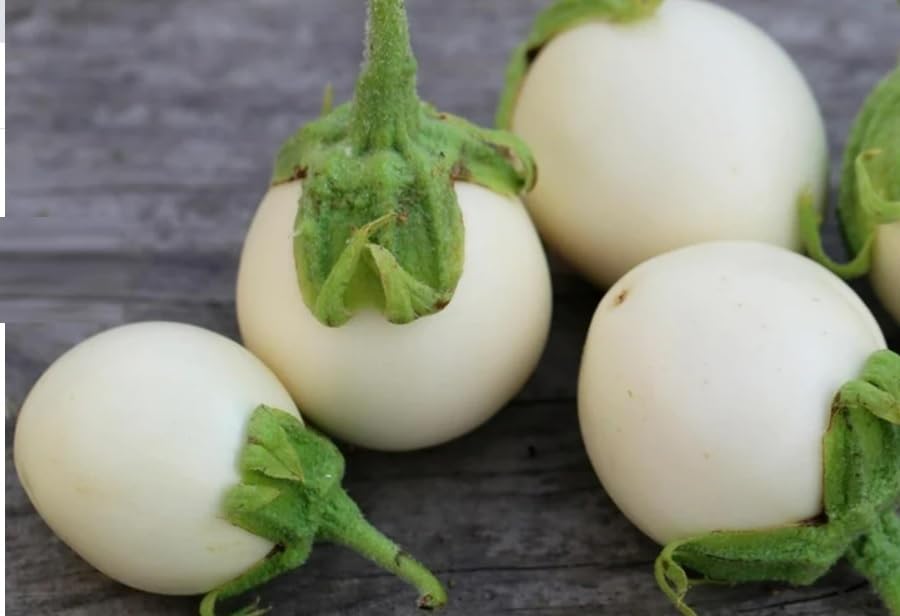 Willvine Eggplant Golden Brinjal – White Eggplant-US-6Y-image-41
