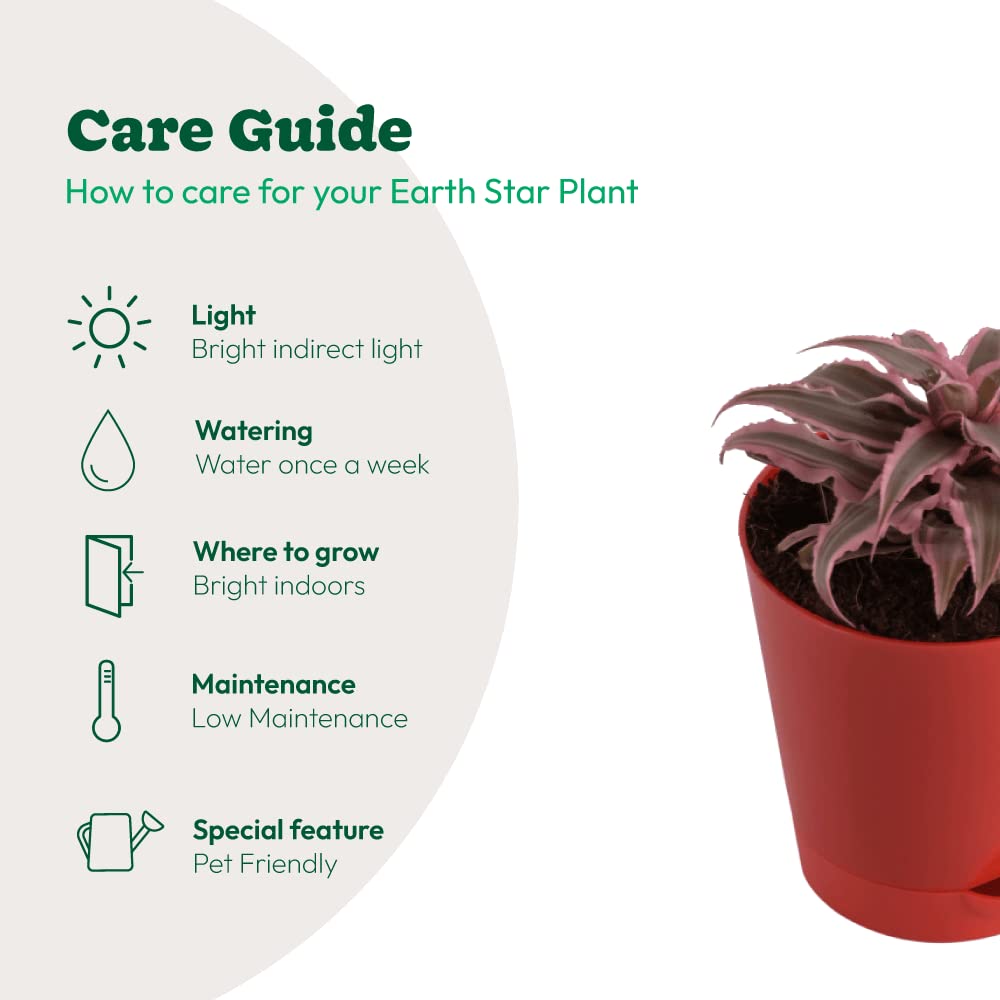 Ugaoo Earth Star Plant - Pink Cryptanthus -6
