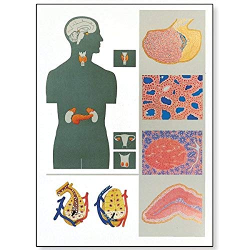 Glandes endocriniennes tableau anatomique pour habiller un cabinet médical ou salle d'étude