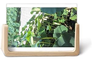 Lotus Lake Pool Art Deco Fashion Photo Wooden Photo Frame Tabletop