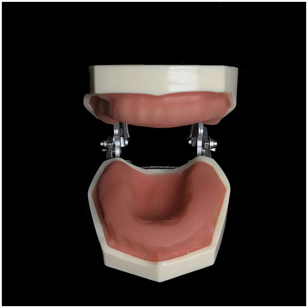 Sjdopulse A Toothless Oral Model - Teeth Demonstration Model - Resin Material Teeth Teaching Model - Standard Typodont Oral Teeth Model - For Study Teaching (A)