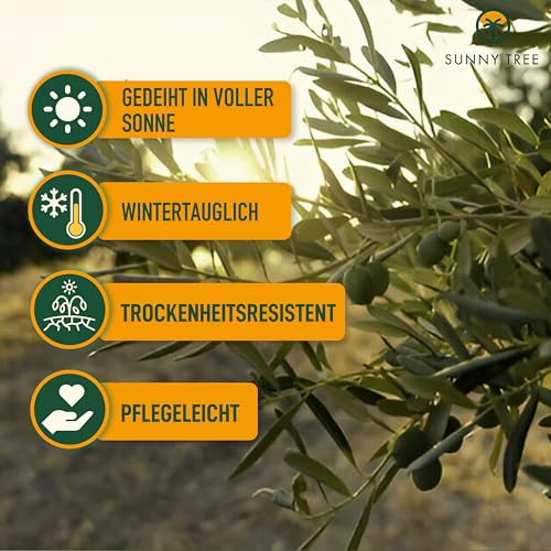Mediterranea Olivenbaum Olea Europaea 160 cm Frosthart bis -18°C mit Mediterranem Flair für Garten & Terrasse