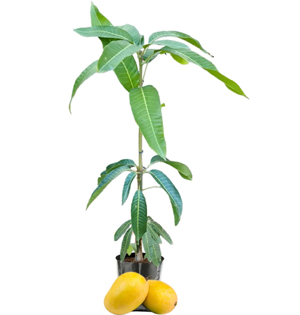 IXORA Anwar Ratol Variety Grafted Mango Aam Fruit Live Plant & Tree(1.5-3 Feet Size)