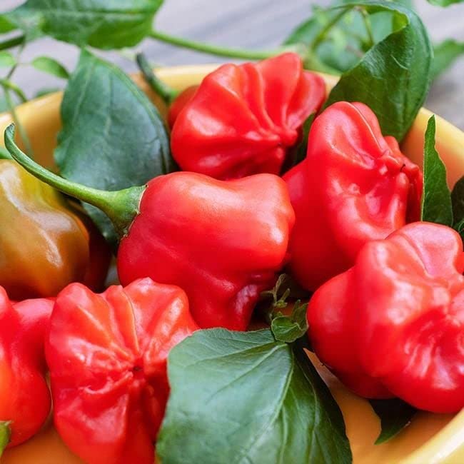 Pepper Joe’s Mad Hatter Pepper Seeds