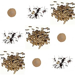 Complete replacement kit for Sand Ant Farm – Live ants colony with queen, workers, eggs and larvae.