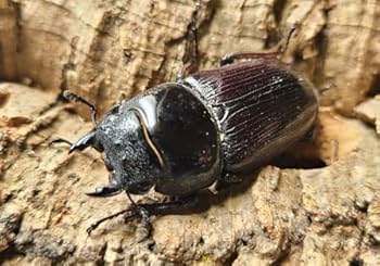 D.H.Hホペイ(ホーペ)オオクワガタ野外品 D.H.Hホペイ(ホーペ)オオクワガタ野外品