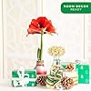 Costa Farms Amaryllis Live Plant in Bulb, Easy to Maintain Flowering Indoor Houseplant, Perfect for Christmas, Holiday Room Decor, Great House Warming or Birthday Gift #1
