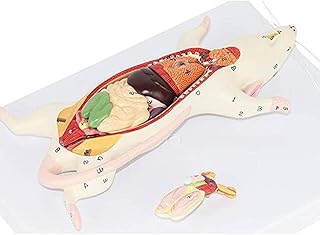 1:1 Mouse Anatomical Model Animal Anatomy Model Biological Anatomy Mouse Visceral Structure,Full Anatomical Model, for Anatomy, Art