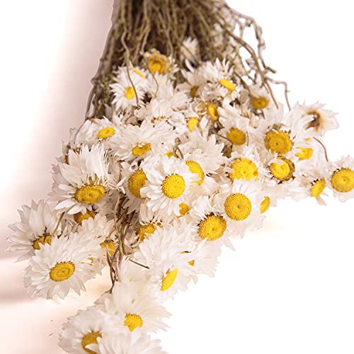 ROSEMARIE SCHULZ Heidelberg Sonnenflügel Rhodanthe weiß Blumen getrocknet mit Stiel Trockenblumen Strauß Bund DIY (Weiß) Cover