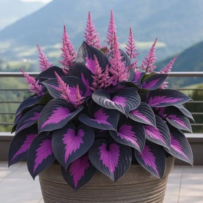 Mix Hosta Bulbs UK, Hostas Rhizome for Planting, Hardy Perennial, Excellent Display, Natural Organic-15 Bulbs-B