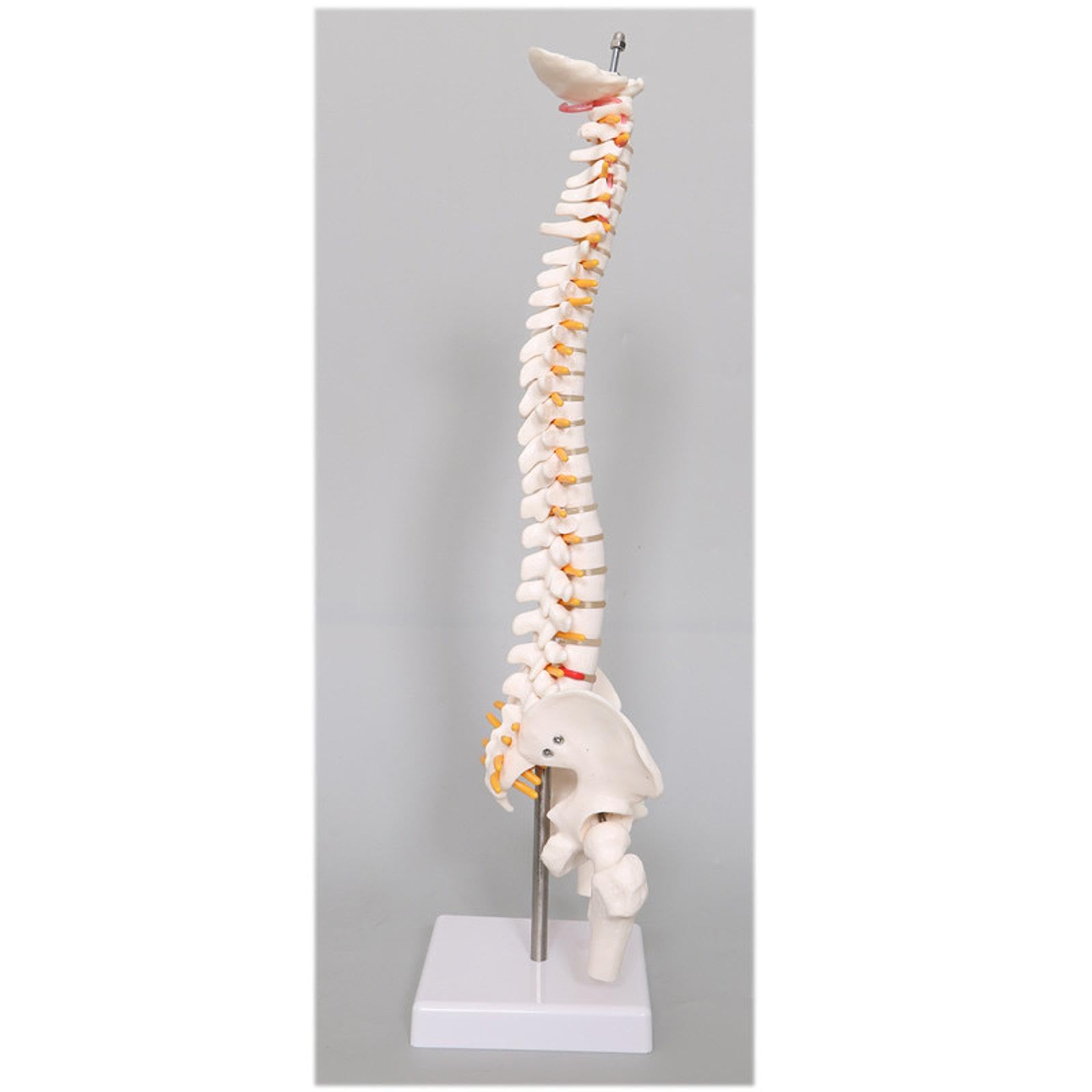 Modelo de columna vertebral humana con soporte, columna vertebral de PVC de 17.7 pulgadas para enseñanza médica y estudio de ciencias