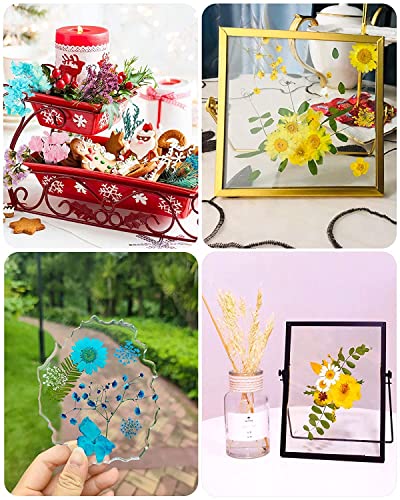 Image of Dried Pressed Real Flowers Colorful Natural Dried Flowers Daisies for Candles Handmade Art & Crafts Epoxy DIY Resin Pendant Jewellery Gifts Accessories Nail Art - Pack of 40 Flowers