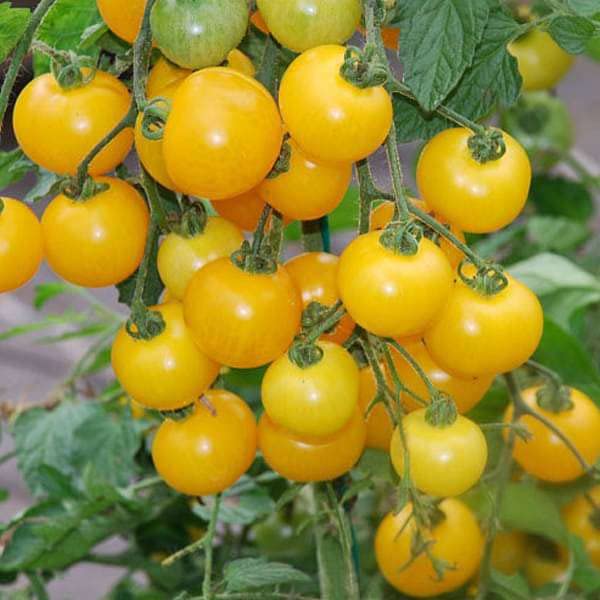 Image of Organic Desi Tomato Seeds, Leafy Vegetable Seeds for Home Gardening and Terrace Gardening, Fresh Indian Tomato Seeds with 4 Varieties, Easy to Grow Organic Tomato Vegetable Seeds