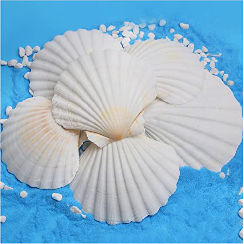HOHUCRAB 15pcs 2-3inch Scallop Shells, Natural Scallop Shells, Sea Shells for Crafting, Seashells Beach Decorations for Home, Beaching Wedding Decoration