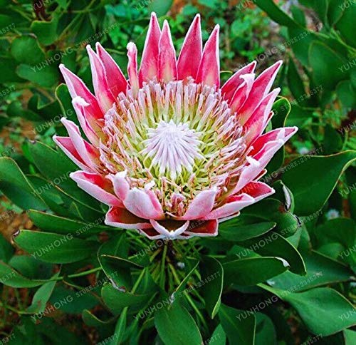 8 : Fresh Rare Protea Cynaroides Seeds Easy Planting Rare Bonsai Flower Seed Variety Complete 50 Seeds/Pack Fresh Rare Flower Seed