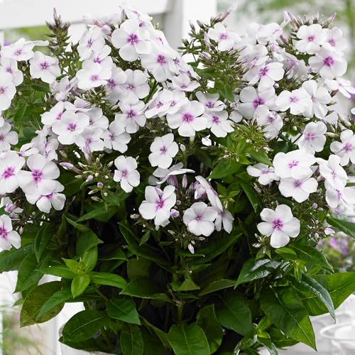 Phlox Famous White Eye - Hardy Perennial Flowering Plant for Gardens and Patios - Fragrant Outdoor Plant with White Blooms in Pot (9cm Pot, 10-20cm)
