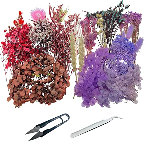 Cayway 2 Packs Natural Dried Flowers, Real Dried Pressed Flowers, Multiple Pressed Dry Flowers with Tweezers
