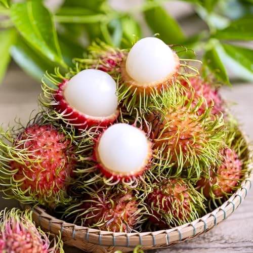 Image of Rambutan Fruit Plant Pack of 1 | Exotic Tropical Live Plant for Home Garden | High-Yield Sweet Fruit Tree for Balcony, Terrace, Outdoor Farming, Organic Gardening