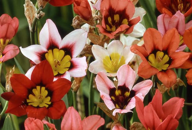 Amazon | はなみどり スパラキシス ミックス 花色混合 球根 30球