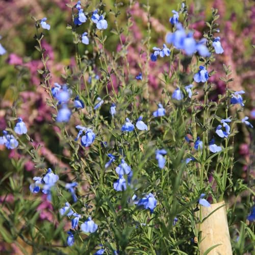 Semillas de salvia, Salvia greggii, de balcón cobertura del suelo semillas aptas para las abejas jardín 450pcs