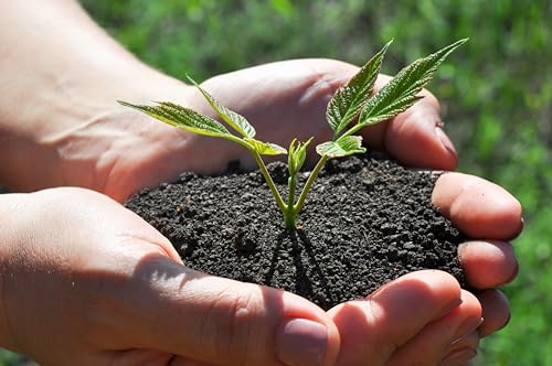 Image of GARDENWISE Organic Worm Castings Premium Worm Castings Fertilizer for Nutrient-Rich Soil and Healthy Growth (1 Quart)