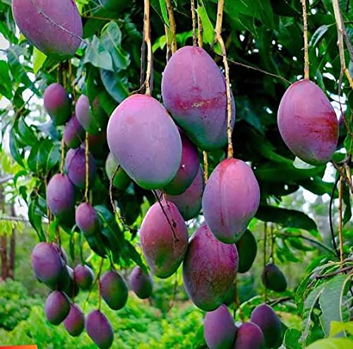 Mphmi Plants Mangifera indica Mango Plant Fruit Tommy Atkins mangoes (B09KL93LC6) Amazon Price History, Amazon Price Tracker