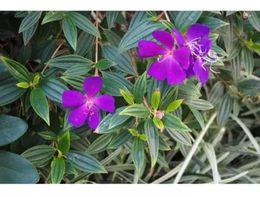 DDN Plants` Begum Bahar Princess Flower Purple Glory Tree Ornamental LIVE Plant " Hybrid - 1 Healthy Live Decorative Flowering Plant DSV45 (B0CM327KRP) Amazon Price History, Amazon Price Tracker