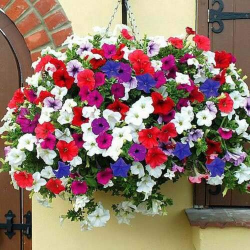 Petunia Mix Trailing Petunia - 1500 Seeds + Plant Tag - hybrida pendula