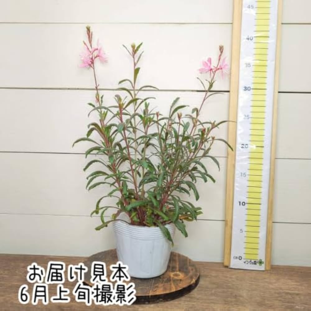 Amazon.co.jp: ガウラ（白蝶草） エミリーン ピンクブーケ 3.5号