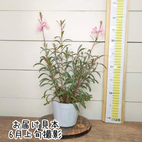 Amazon.co.jp: ガウラ（白蝶草） エミリーン ピンクブーケ 3.5号