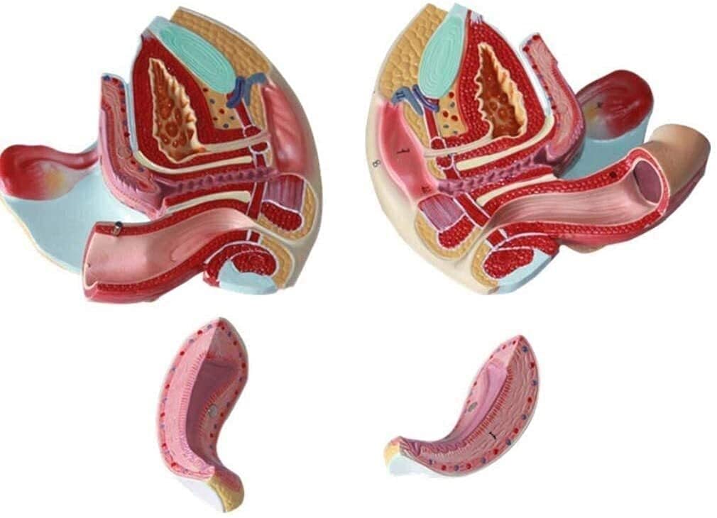 GaRcan Organmodell, realistisches weibliches menschliches Organmodell, Fortpflanzungssystem-Anatomiemodell für Studienanzeige, Unterricht, anatomisches Modell