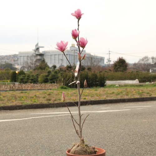 木蓮は強剪定しても大丈夫 花が咲かない原因は何 お庭ブログ