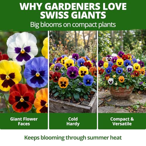 Image of HOME GROWN Pansy Swiss Giant | 3000 Flower Seeds for Planting Outdoors | Mixed Colors | Heirloom Non-GMO Viola Seeds | Cool-Season Fall & Spring Blooms | 2026