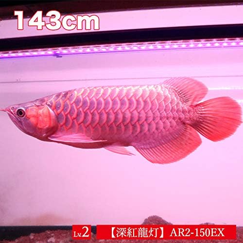 お得セット アロワナ ライト 紅龍 150cm水槽用 深紅龍灯 スーパーレッド 赤い 赤く 赤色 レッド Led 2列 水中 照明 水中蛍光灯 大型 大きい 長い Applepress Ca お得セット アロワナ ライト 紅龍 150cm水槽用 深紅龍灯 スーパーレッド 赤い 赤く 赤色 レッド Led 2列 水中 照明 水中蛍光灯 大型 大きい 長い Applepress Ca