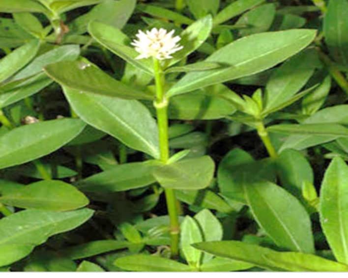 WHITE GUDRISAG/PONNANGANNI/JOYWEED/ALTERNANTHERA SESSILIS LIVE PLANT - 2 NOS (B0B53CJ31X) Amazon Price History, Amazon Price Tracker