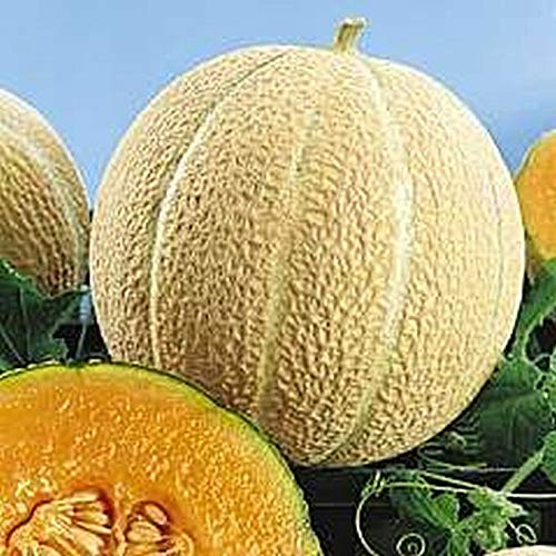 25 - Seeds : Hearts of Gold Cantaloupe Melon - Very Productive! Nice 3 to 4 pound melons!!!!