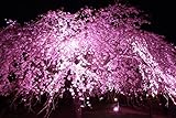 Weeping Cherry Tree Seeds for Planting (8 Seeds) - Blooming Weeping Higan Cherry Tree Seeds - Rare Bonsai and Garden Tree Seeds